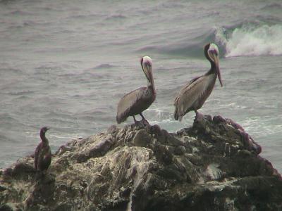 pelicans07a.jpg