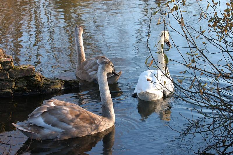 Following Mum