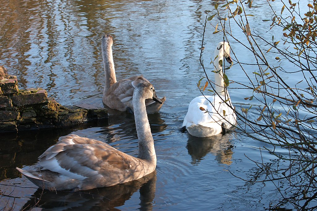 Following Mum