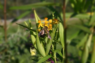 bumble bee2.jpg