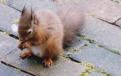 Same squirrel eating handouts
