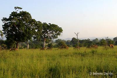 Udawalawe-Elephant herd.jpg