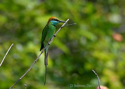 Blue-Throated-Bee-eater.jpg