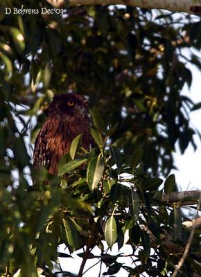 Brown-Fish-Owl.jpg