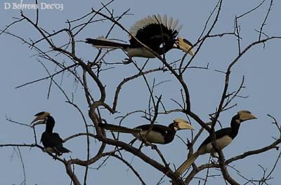 Malibar-Pied-Hornbill.jpg