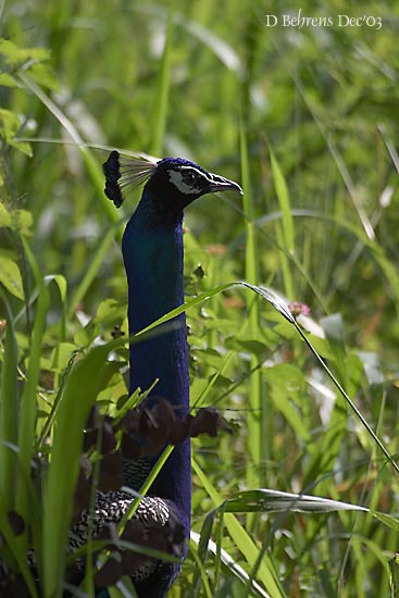 Peacock.jpg