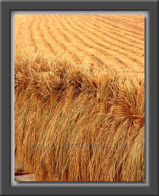 Autumn Rice Harvest