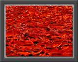 Hot Red Peppers