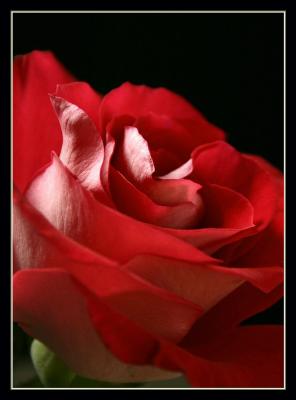 1st Rose