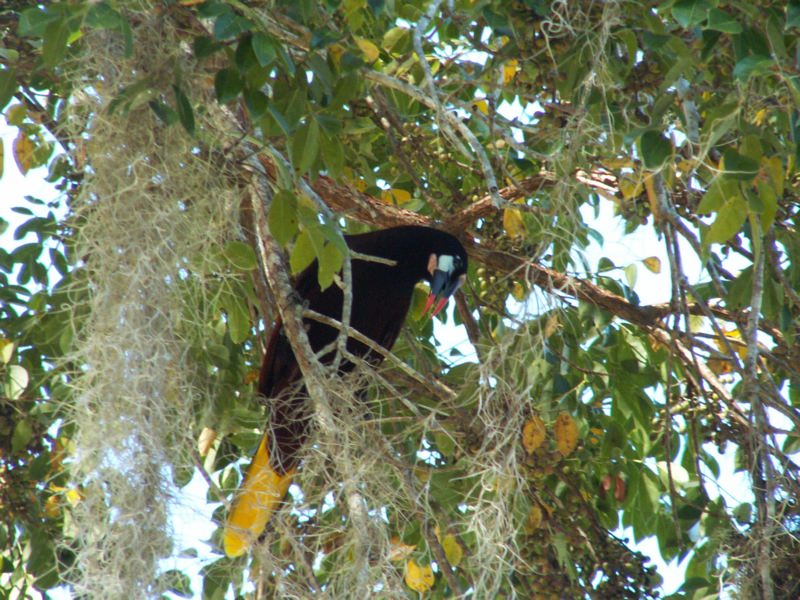 Montezumas Oropendola