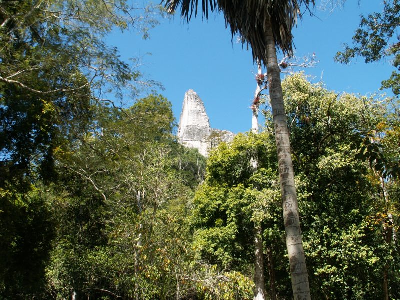 View of Temple 4 from the ground, The left face was the location of the Orange-breasted Falcon Nest