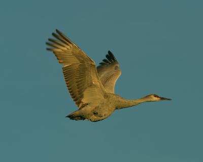 Bosque-Sandhill Crane In Flight1W.jpg