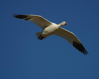 Bosque-Snow Goose In Flight1W.jpg