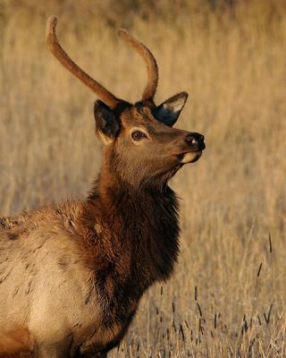 RMNP-YoungBullElk2W.jpg