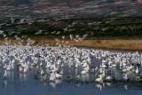 Bosque- Crane Pool Snow Geese-1W.jpg