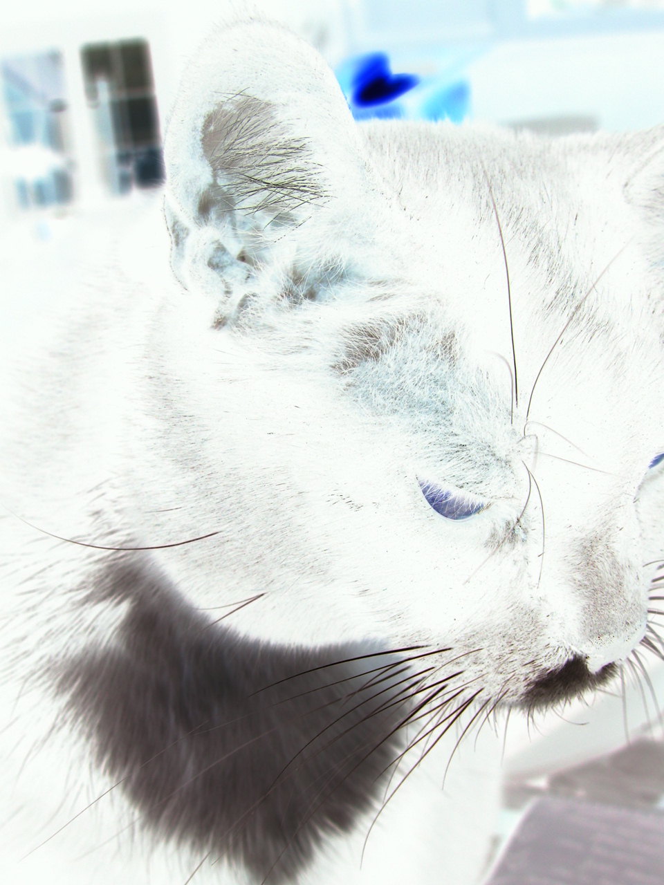 Negative Cat