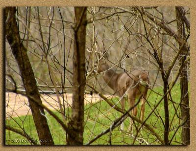 WV Whitetail Deer ~ 4th Qtr 2003
