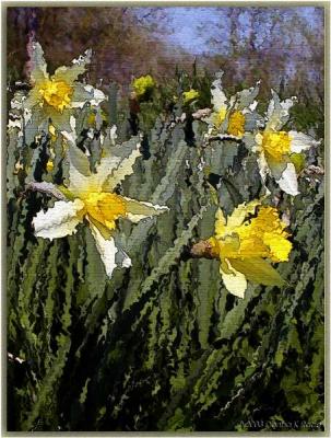 Daffodils ~ Jan, 2004