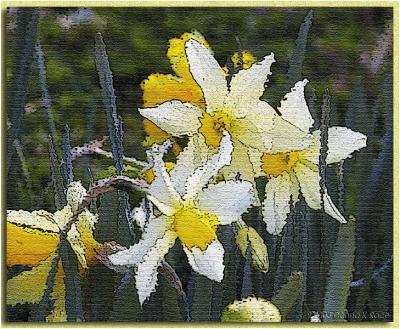 Daffodils ~ Jan, 2004