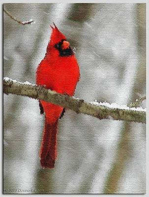 Male Cardinal ~ Dec, 2003