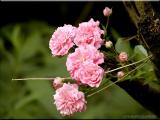 West Virginia ~ Wildflowers ~ 2002 - 2003