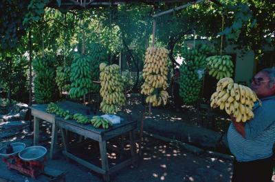 Anamur Banana seller