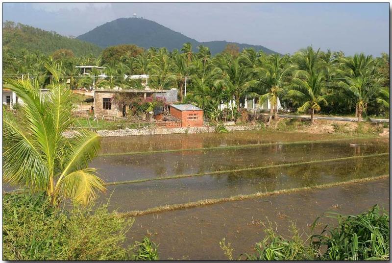 Rice field - Hainan Island