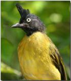 Black-crested Bulbul