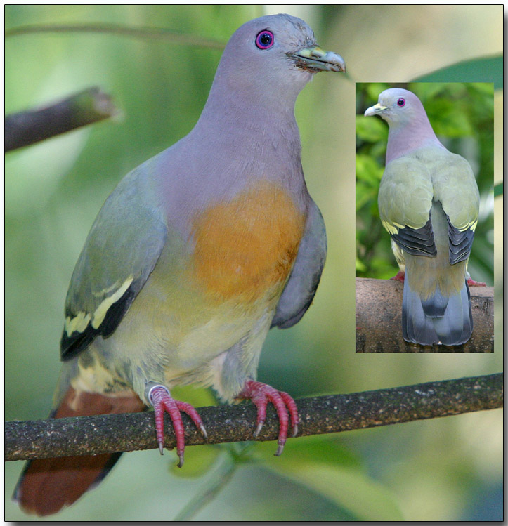 Pink-necked Green Pigeon