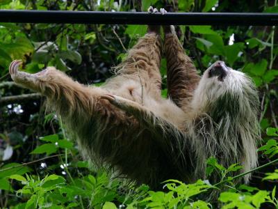 Powerline Sloth