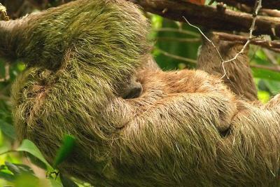 Sloth with Mother