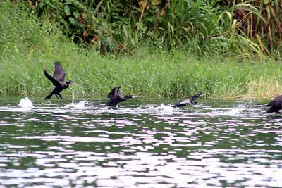 Landing Olivaceous Cormorants