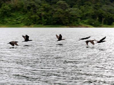 Flying Cormorants