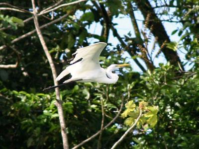 Great Egret taking flight