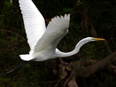 Great Egret
Would have been greater if it was all in the picture
