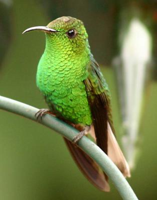 Male Coppery-headed
Emerald