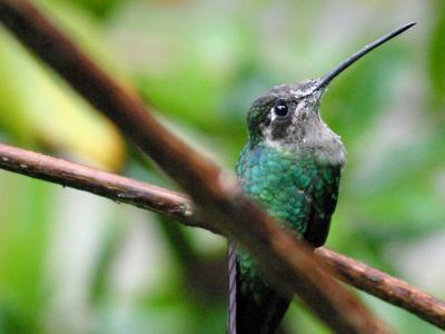 Immature Magnificent HUmmingbird