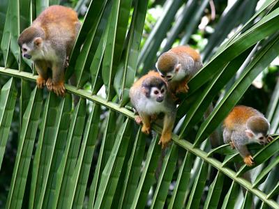 Mono titi or Squirrel Monkeys