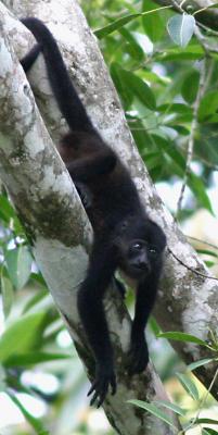 Mantled Howler Monkey