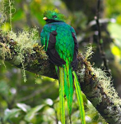 Trogons, Motmots, and others