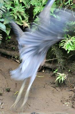 Heron in motion