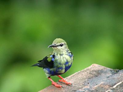 Red-legged Honeycreeper 
Immature male molting to mature colours