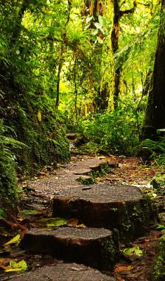 Monteverde reserve