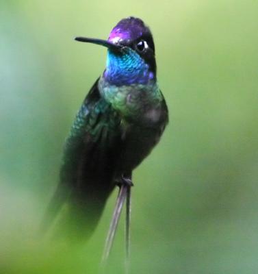 Magnificent Hummingbird