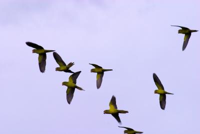 Flock of Parakeets