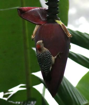 Hoffman's (or Red-crowned) Woodpecker