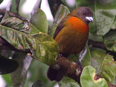 Female Scarlet-rumped Tanager