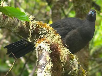 Trogons, Motmots, and others