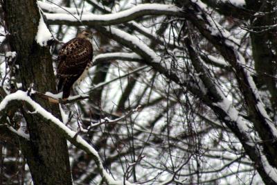 Hawk