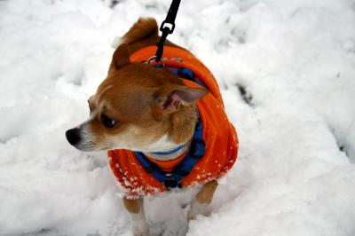 Boo and his sweatshirt.